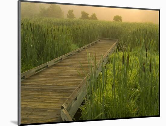 Boardwalk through cattails in fog, Huntley Meadows, Fairfax, Virginia, USA-Corey Hilz-Mounted Photographic Print