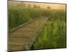 Boardwalk through cattails in fog, Huntley Meadows, Fairfax, Virginia, USA-Corey Hilz-Mounted Photographic Print