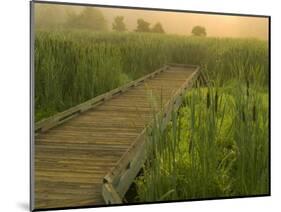 Boardwalk through cattails in fog, Huntley Meadows, Fairfax, Virginia, USA-Corey Hilz-Mounted Photographic Print