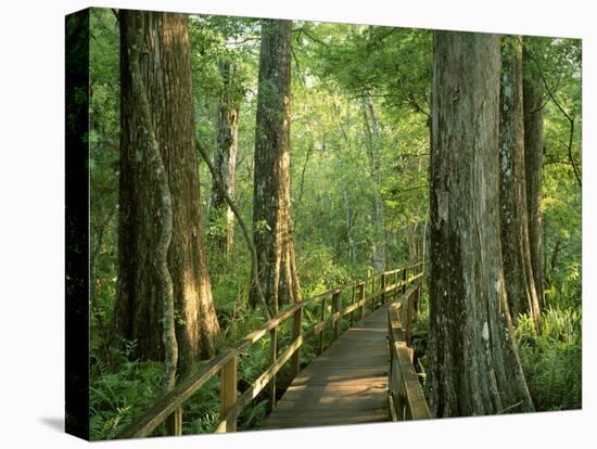 Boardwalk Through Forest of Bald Cypress Trees in Corkscrew Swamp-James Randklev-Stretched Canvas