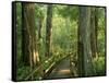 Boardwalk Through Forest of Bald Cypress Trees in Corkscrew Swamp-James Randklev-Framed Stretched Canvas