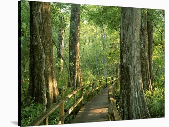 Boardwalk Through Forest of Bald Cypress Trees in Corkscrew Swamp-James Randklev-Stretched Canvas