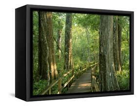 Boardwalk Through Forest of Bald Cypress Trees in Corkscrew Swamp-James Randklev-Framed Stretched Canvas