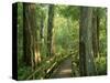 Boardwalk Through Forest of Bald Cypress Trees in Corkscrew Swamp-James Randklev-Stretched Canvas