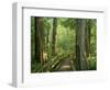 Boardwalk Through Forest of Bald Cypress Trees in Corkscrew Swamp-James Randklev-Framed Photographic Print