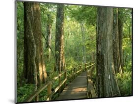 Boardwalk Through Forest of Bald Cypress Trees in Corkscrew Swamp-James Randklev-Mounted Photographic Print