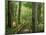 Boardwalk Through Forest of Bald Cypress Trees in Corkscrew Swamp-James Randklev-Mounted Photographic Print