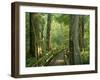 Boardwalk Through Forest of Bald Cypress Trees in Corkscrew Swamp-James Randklev-Framed Photographic Print