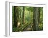 Boardwalk Through Forest of Bald Cypress Trees in Corkscrew Swamp-James Randklev-Framed Photographic Print