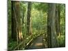 Boardwalk Through Forest of Bald Cypress Trees in Corkscrew Swamp-James Randklev-Mounted Photographic Print