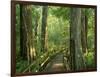 Boardwalk Through Forest of Bald Cypress Trees in Corkscrew Swamp-James Randklev-Framed Photographic Print