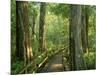 Boardwalk Through Forest of Bald Cypress Trees in Corkscrew Swamp-James Randklev-Mounted Photographic Print