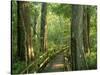 Boardwalk Through Forest of Bald Cypress Trees in Corkscrew Swamp-James Randklev-Stretched Canvas