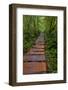 Boardwalk through old growth forest, Meares Island, British Columbia, Canada-Chuck Haney-Framed Photographic Print