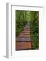 Boardwalk through old growth forest, Meares Island, British Columbia, Canada-Chuck Haney-Framed Photographic Print