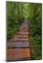 Boardwalk through old growth forest, Meares Island, British Columbia, Canada-Chuck Haney-Mounted Photographic Print