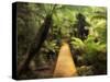 Boardwalk Through Rainforest, Maits Rest, Great Otway National Park, Victoria, Australia, Pacific-Jochen Schlenker-Stretched Canvas