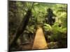 Boardwalk Through Rainforest, Maits Rest, Great Otway National Park, Victoria, Australia, Pacific-Jochen Schlenker-Mounted Photographic Print