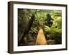 Boardwalk Through Rainforest, Maits Rest, Great Otway National Park, Victoria, Australia, Pacific-Jochen Schlenker-Framed Photographic Print