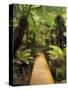 Boardwalk Through Rainforest, Maits Rest, Great Otway National Park, Victoria, Australia, Pacific-Jochen Schlenker-Stretched Canvas