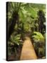 Boardwalk Through Rainforest, Maits Rest, Great Otway National Park, Victoria, Australia, Pacific-Jochen Schlenker-Stretched Canvas