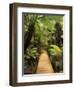 Boardwalk Through Rainforest, Maits Rest, Great Otway National Park, Victoria, Australia, Pacific-Jochen Schlenker-Framed Photographic Print