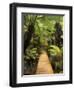 Boardwalk Through Rainforest, Maits Rest, Great Otway National Park, Victoria, Australia, Pacific-Jochen Schlenker-Framed Photographic Print