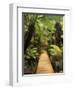 Boardwalk Through Rainforest, Maits Rest, Great Otway National Park, Victoria, Australia, Pacific-Jochen Schlenker-Framed Photographic Print