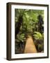 Boardwalk Through Rainforest, Maits Rest, Great Otway National Park, Victoria, Australia, Pacific-Jochen Schlenker-Framed Photographic Print