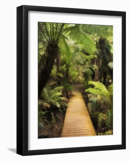 Boardwalk Through Rainforest, Maits Rest, Great Otway National Park, Victoria, Australia, Pacific-Jochen Schlenker-Framed Photographic Print