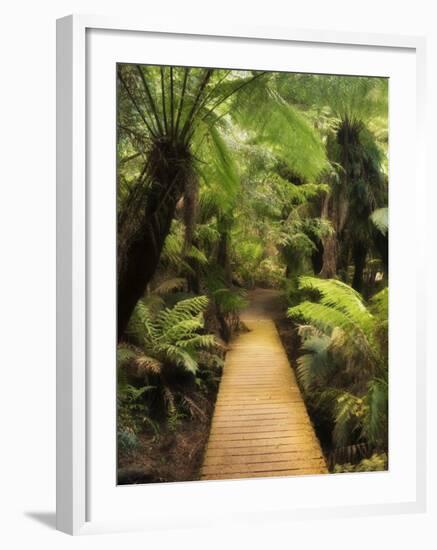 Boardwalk Through Rainforest, Maits Rest, Great Otway National Park, Victoria, Australia, Pacific-Jochen Schlenker-Framed Photographic Print