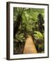 Boardwalk Through Rainforest, Maits Rest, Great Otway National Park, Victoria, Australia, Pacific-Jochen Schlenker-Framed Photographic Print