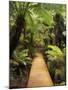 Boardwalk Through Rainforest, Maits Rest, Great Otway National Park, Victoria, Australia, Pacific-Jochen Schlenker-Mounted Photographic Print