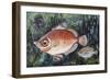 Boarfish (Capros Aper), Caproidae, Drawing-null-Framed Giclee Print