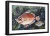 Boarfish (Capros Aper), Caproidae, Drawing-null-Framed Giclee Print