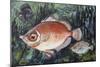 Boarfish (Capros Aper), Caproidae, Drawing-null-Mounted Giclee Print