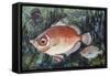 Boarfish (Capros Aper), Caproidae, Drawing-null-Framed Stretched Canvas