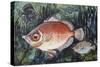 Boarfish (Capros Aper), Caproidae, Drawing-null-Stretched Canvas