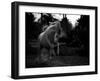 Boast-Abdullah Al-Saeed-Framed Photographic Print