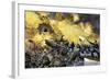 Boat Attack by Federal Forces Retaking Fort Sumter in Charleston Harbor, c.1863-null-Framed Giclee Print