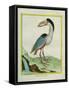 Boat-Billed Heron-Georges-Louis Buffon-Framed Stretched Canvas
