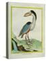 Boat-Billed Heron-Georges-Louis Buffon-Stretched Canvas