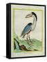 Boat-Billed Heron-Georges-Louis Buffon-Framed Stretched Canvas