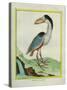 Boat-Billed Heron-Georges-Louis Buffon-Stretched Canvas