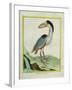 Boat-Billed Heron-Georges-Louis Buffon-Framed Giclee Print