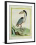 Boat-Billed Heron-Georges-Louis Buffon-Framed Giclee Print