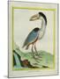 Boat-Billed Heron-Georges-Louis Buffon-Mounted Giclee Print