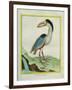 Boat-Billed Heron-Georges-Louis Buffon-Framed Giclee Print