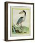 Boat-Billed Heron-Georges-Louis Buffon-Framed Giclee Print