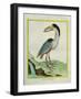 Boat-Billed Heron-Georges-Louis Buffon-Framed Giclee Print